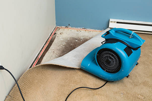 Best Water damage restoration mold remediation  in Shanor Northvue, PA